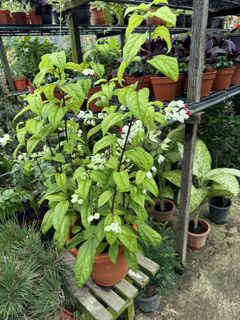 (Category: ) located in . Submitted by gardenfunfarm (Listing ID 1446102146, Image 1). Description: .