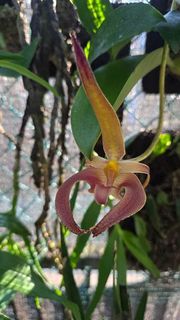(Category: ) located in . Submitted by sindo.sg (Listing ID 1446138422, Image 1). Description: .