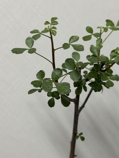 （分類：）位於 。 由 EvensHouse 提交（商品編號 1446091877，圖片 1）。簡介： 。
