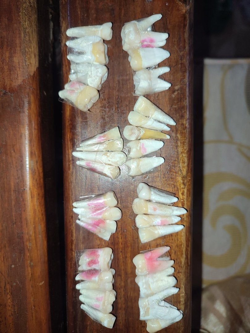Complete set Natural teeth for dentistry student (Category: Medical Supplies & Tools) located in Jaen. Submitted by rthing427 (Listing ID 1446015401, Image 2). Description: Complete set of natural teeth for dentistry student mode of payment: g cash or bank transfer only delivery: shope e check out or lalamov e.