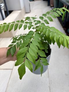 （分類：）位於 。 由 clarabell123 提交（商品編號 1446103517，圖片 1）。簡介： 。