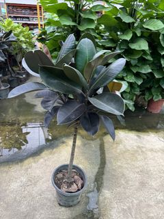 (Category: ) located in . Submitted by gardenfunfarm (Listing ID 1446102690, Image 1). Description: .