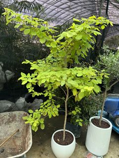 (Category: ) located in . Submitted by gardenfunfarm (Listing ID 1446104412, Image 1). Description: .