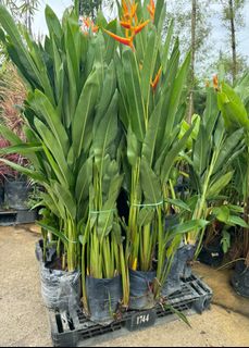 (Category: ) located in . Submitted by gardenfunfarm (Listing ID 1446098921, Image 1). Description: .