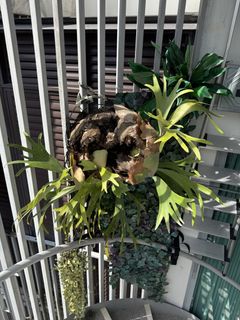 (Category: ) located in . Submitted by chaaiirroo (Listing ID 1446000848, Image 1). Description: .