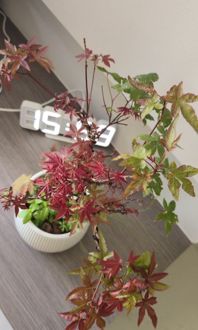 Maple red bonsai493309839226316803