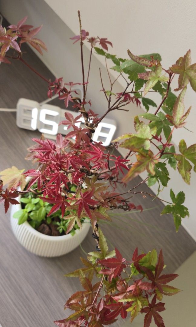 Maple red bonsai493309839226316804