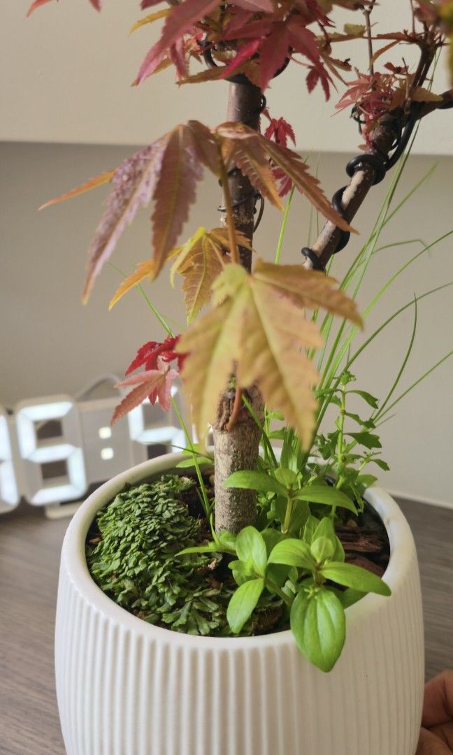 Maple red bonsai493309839226316808