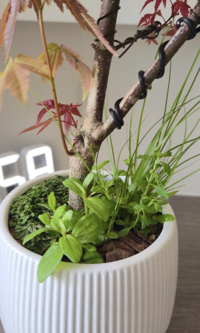 Maple red bonsai493309839226316805