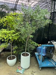 (Category: ) located in . Submitted by gardenfunfarm (Listing ID 1446103091, Image 1). Description: .