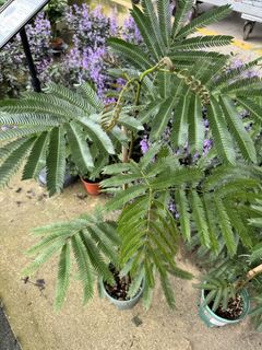 (Category: ) located in . Submitted by gardenfunfarm (Listing ID 1446100416, Image 1). Description: .