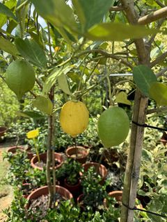(Category: ) located in . Submitted by gardenfunfarm (Listing ID 1446097363, Image 1). Description: .