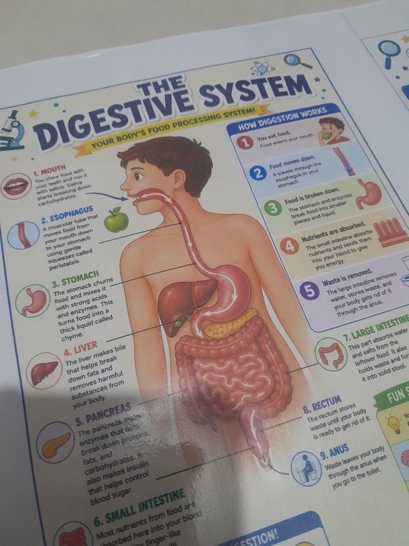 Science Human Body Systems Infographics Bundle (Category: Textbooks) located in Quezon City. Submitted by warmturtle.ba931b (Listing ID 1446022602, Image 2). Description: Science Human Body Systems Infographic Set Make Science lessons more engaging with this colorful and easy-to-understand infographic bundle! Designed for grades 5 to 6 students, each infographic features clear illustrations, labeled diagrams, simple explanations, and key facts th