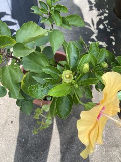 (Category: ) located in . Submitted by Plantinstyle (Listing ID 1446018249, Image 1). Description: .