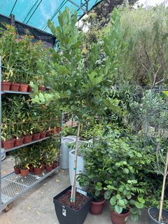 (Category: ) located in . Submitted by gardenfunfarm (Listing ID 1446103276, Image 1). Description: .