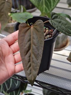 (Category: ) located in . Submitted by jungrow (Listing ID 1446217311, Image 1). Description: .