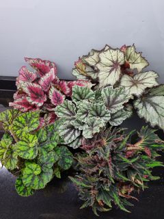 (Category: ) located in . Submitted by hmflowers (Listing ID 1446164047, Image 1). Description: .