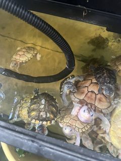 (Category: ) located in . Submitted by naturejade (Listing ID 1446263769, Image 1). Description: .
