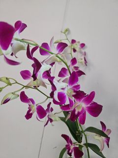 (Category: ) located in . Submitted by orchidgardener (Listing ID 1446161841, Image 1). Description: .