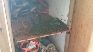 (Category: ) located in . Submitted by home_pest_specialist (Listing ID 1446271670, Image 1). Description: .
