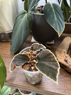 (Category: ) located in . Submitted by jubilantplants (Listing ID 1446168499, Image 1). Description: .