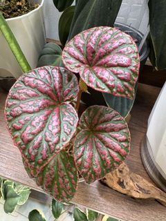 (Category: ) located in . Submitted by jubilantplants (Listing ID 1440237826, Image 1). Description: .