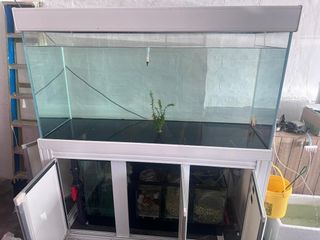 (Category: ) located in . Submitted by eaaquarium (Listing ID 1446333474, Image 1). Description: .