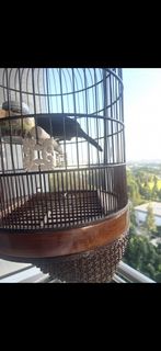 (Category: ) located in . Submitted by yscparrot (Listing ID 1446259582, Image 1). Description: .