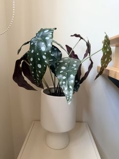 (Category: ) located in . Submitted by dianehome (Listing ID 1446216404, Image 1). Description: .