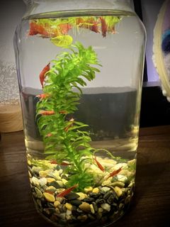 (Category: ) located in . Submitted by keefeloke (Listing ID 1446224145, Image 1). Description: .