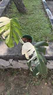 (Category: ) located in . Submitted by moon_izzah (Listing ID 1446325149, Image 1). Description: .