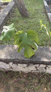 (Category: ) located in . Submitted by moon_izzah (Listing ID 1446326128, Image 1). Description: .