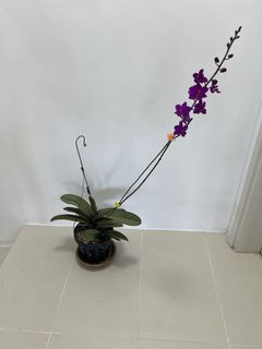 (Category: ) located in . Submitted by gardening_penthouse (Listing ID 1446247968, Image 1). Description: .