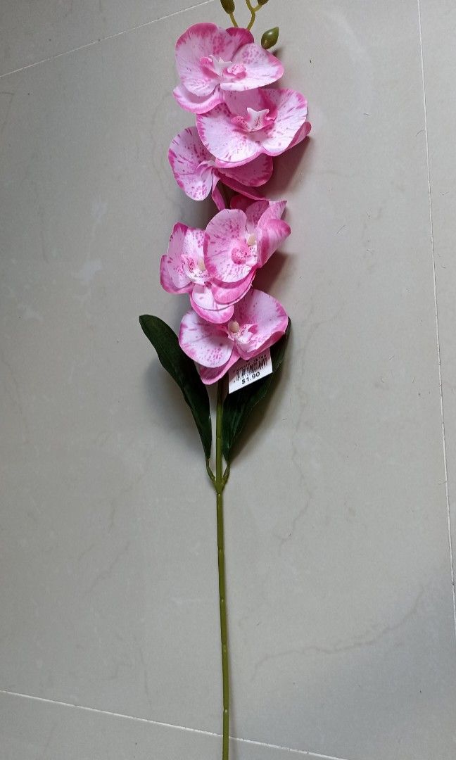 Orchids493914701924945922