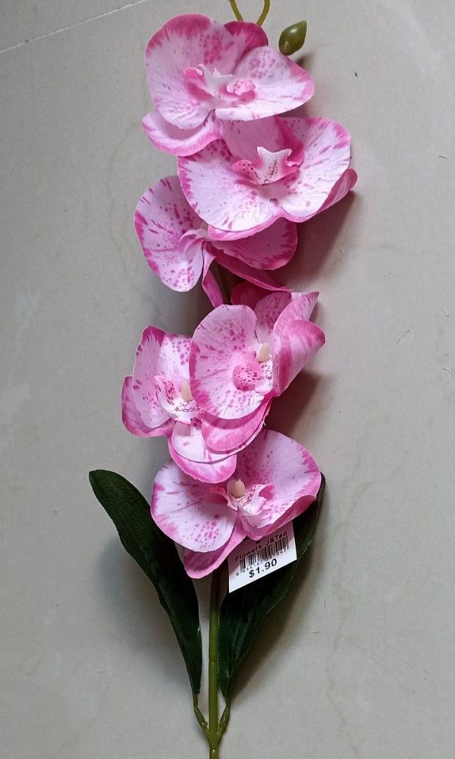 Orchids493914701924945920