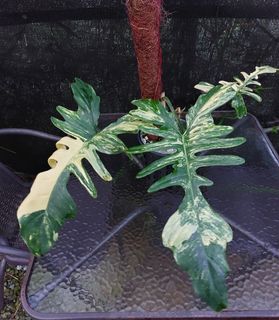 (Category: ) located in . Submitted by plantsnp (Listing ID 1445912758, Image 1). Description: .