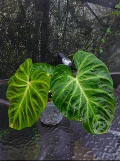 (Category: ) located in . Submitted by plantsnp (Listing ID 1445913772, Image 1). Description: .