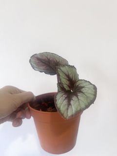 (Category: ) located in . Submitted by tropicalleaf (Listing ID 1446180350, Image 1). Description: .