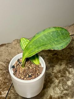 （分類：）位於 。 由 ltplants 提交（商品編號 1397082335，圖片 1）。簡介： 。