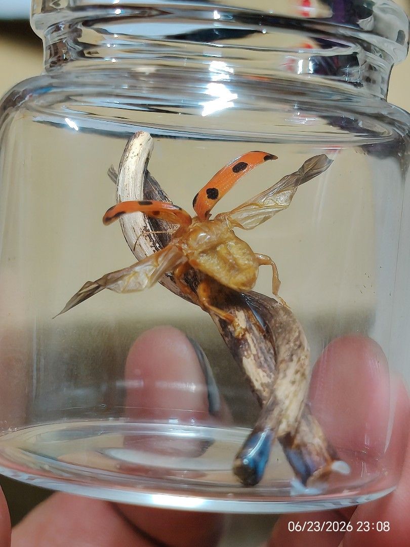 Sineguelas Beetle in Jar (Category: Everything Else Others) located in Kalibo. Submitted by anything_random (Listing ID 1446170820, Image 2). Description: - Captivating insect specimen - Features bright orange wings with striking black stripes - Beautifully displayed inside a clear, sealed glass jar - Ideal for insect collectors and unique home decor - Ready for display as a conversation starter.
