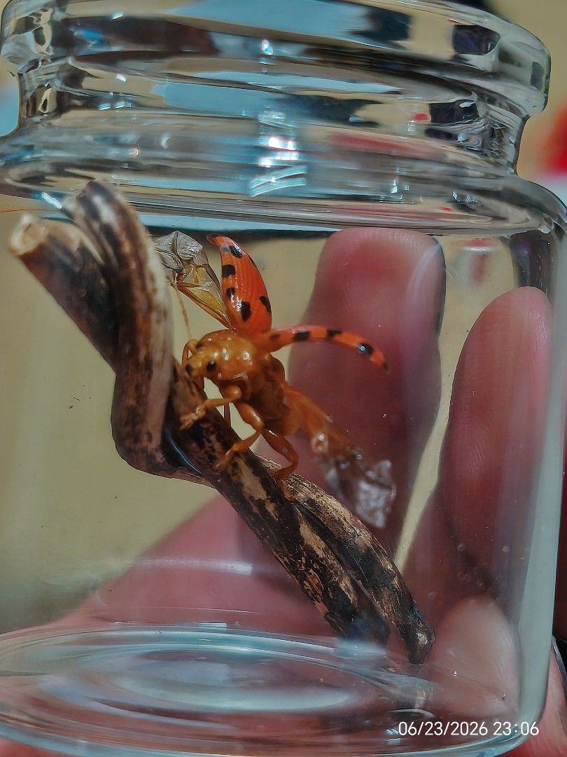 Sineguelas Beetle in Jar (Category: Everything Else Others) located in Kalibo. Submitted by anything_random (Listing ID 1446170820, Image 3). Description: - Captivating insect specimen - Features bright orange wings with striking black stripes - Beautifully displayed inside a clear, sealed glass jar - Ideal for insect collectors and unique home decor - Ready for display as a conversation starter.