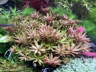 (Category: ) located in . Submitted by aquaticplantssengkang (Listing ID 1446191838, Image 1). Description: .
