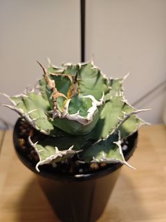 （分類：）位於 。 由 plantplayer 提交（商品編號 1446467622，圖片 1）。簡介： 。
