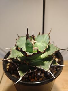 （分類：）位於 。 由 plantplayer 提交（商品編號 1446536569，圖片 1）。簡介： 。
