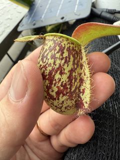 （分類：）位於 。 由 harrych5678 提交（商品編號 1446438183，圖片 1）。簡介： 。