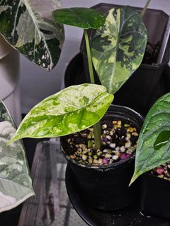 (Category: ) located in . Submitted by jungrow (Listing ID 1446443024, Image 1). Description: .
