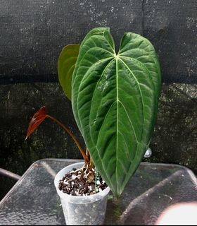 (Category: ) located in . Submitted by plantsnp (Listing ID 1446433023, Image 1). Description: .