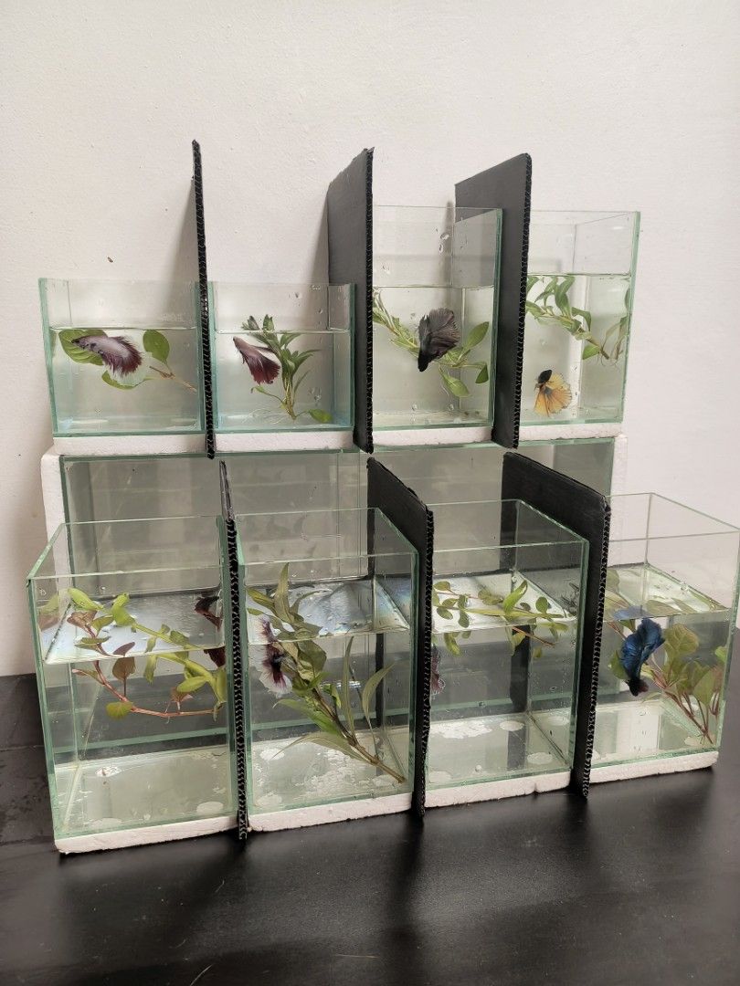 Betta Fish Tanks and Aquarium Plants (Category: Homes & Other Pet Accessories) located in Manila. Submitted by angelotadeo15 (Listing ID 1446359690, Image 1). Description: - Perfect for betta fish and aquarium enthusiasts! - Available tank styles: Clear acrylic, Black Lego-style, White Lego-style - Each tank includes decorative gravel and artificial plants - Some tanks come with a live betta fish! - Bundle of live aquarium plants also available -