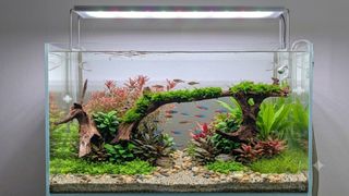 (Category: ) located in . Submitted by elmohi5 (Listing ID 1446367283, Image 1). Description: .
