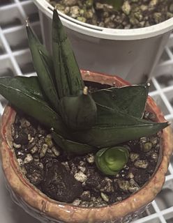 (Category: ) located in . Submitted by plant.hobbyist (Listing ID 1440617430, Image 1). Description: .